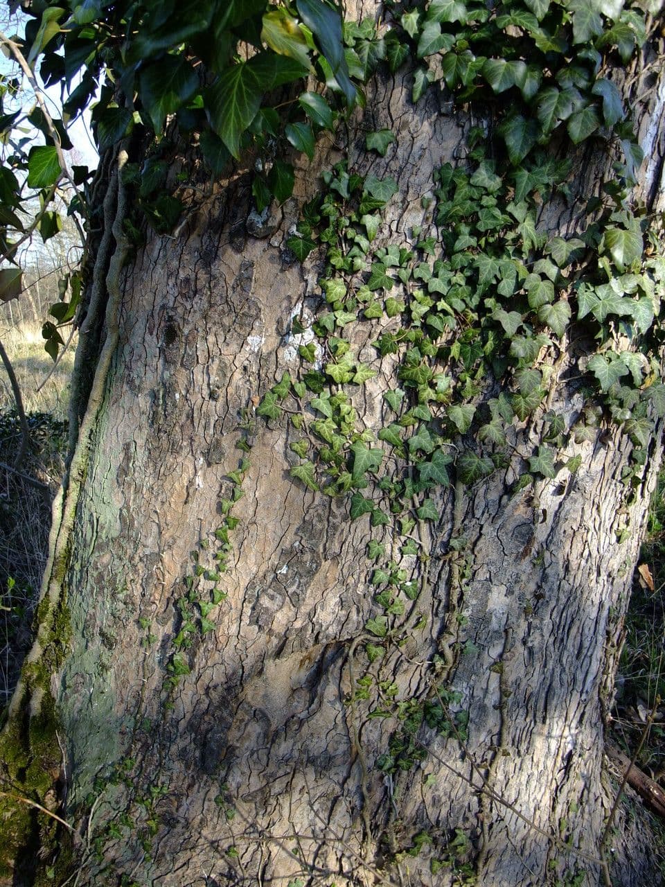 Acirón 21