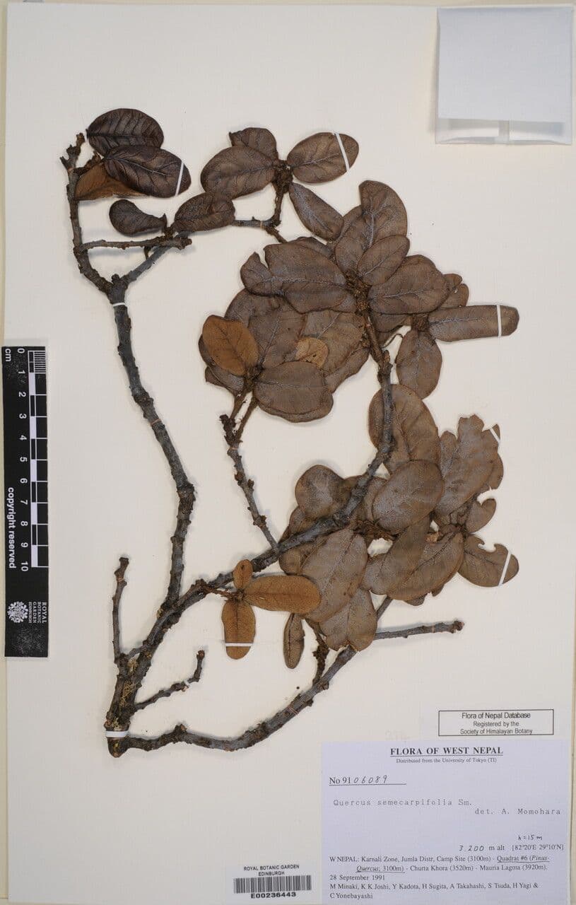 Brauneiche 12