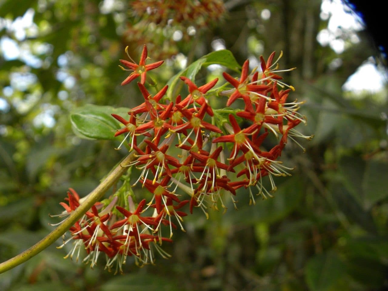 Danais 4