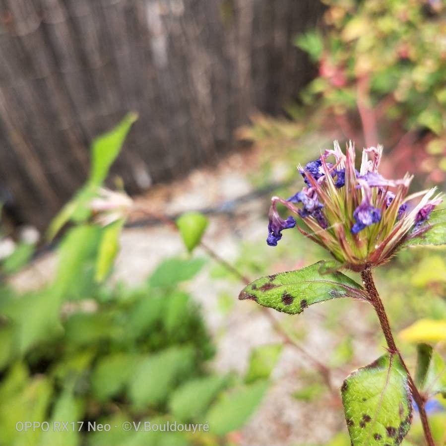 Ceratostigma 3