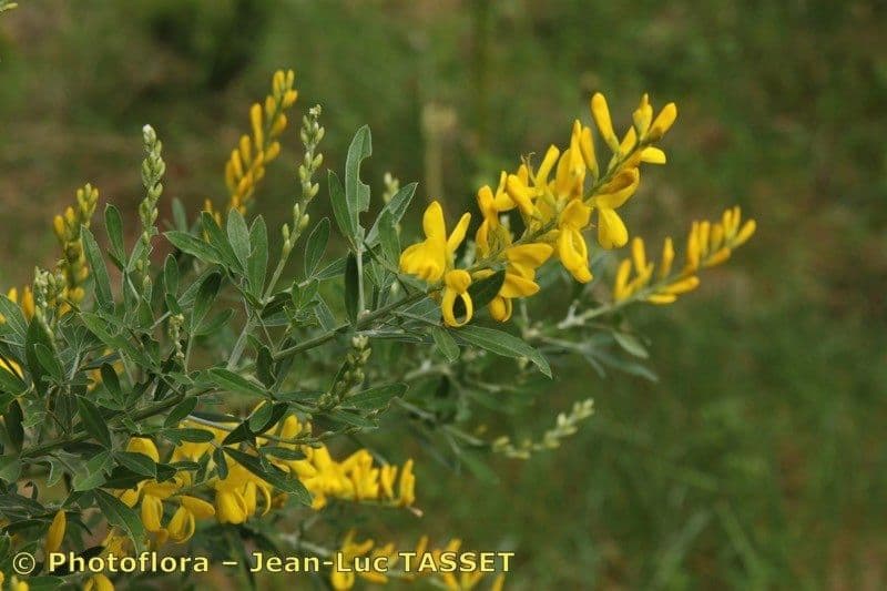 Genista z Madeiry 17