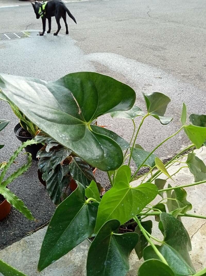Anthurium 7