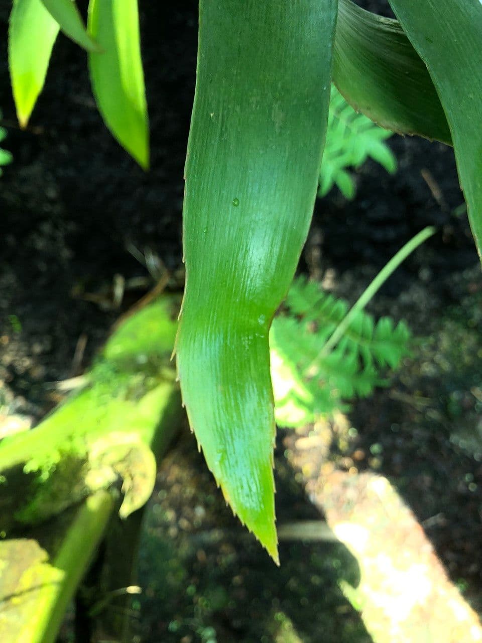 Zamia 5