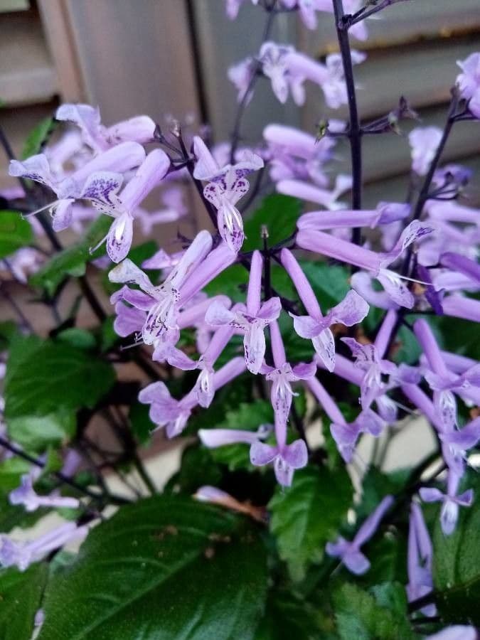 Plectranthus 3
