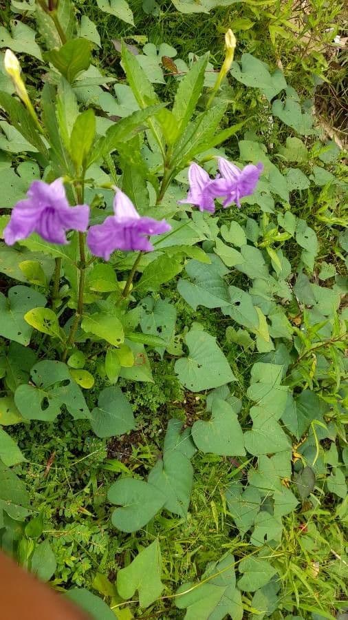 Ruellia tuberoso 23