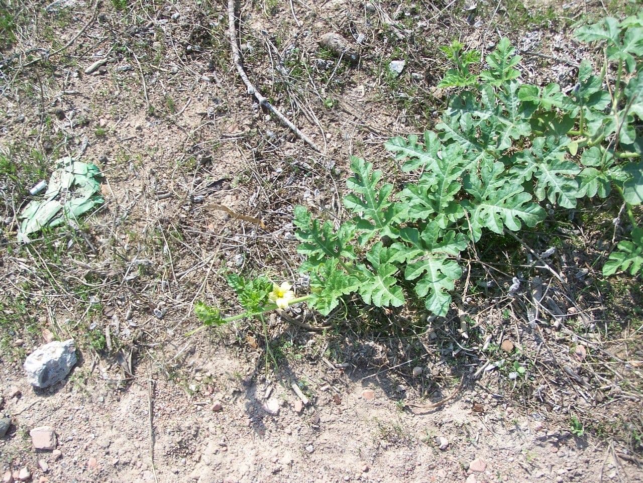 Anguria 12