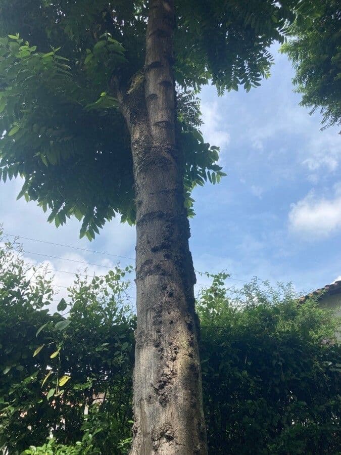 Annona purpurea 17