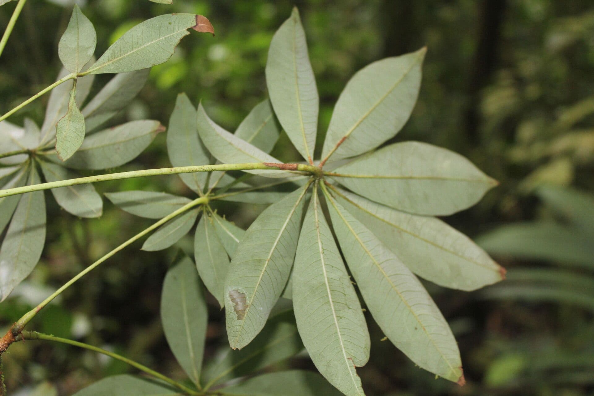Spirotheca 6