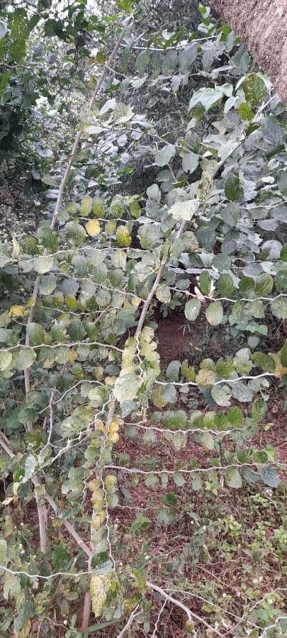 Celtis 9