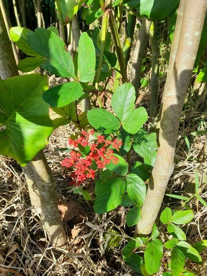 Cissus 10