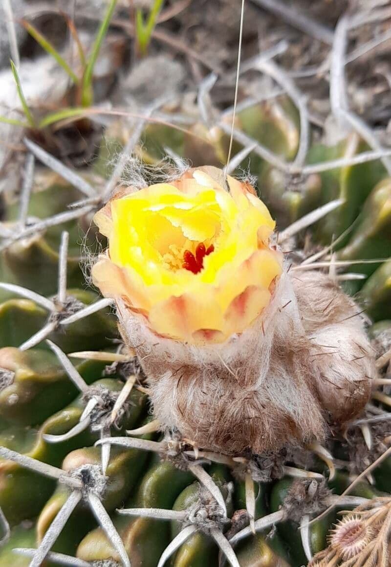 Parodia
