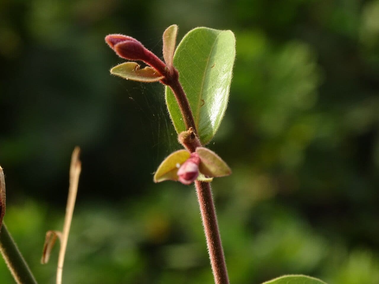 Combretum paniculatum 11