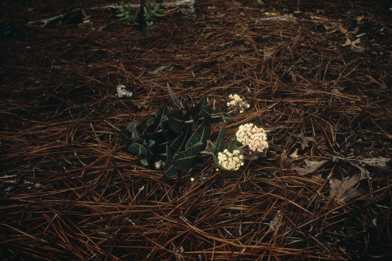 Asclepias 8