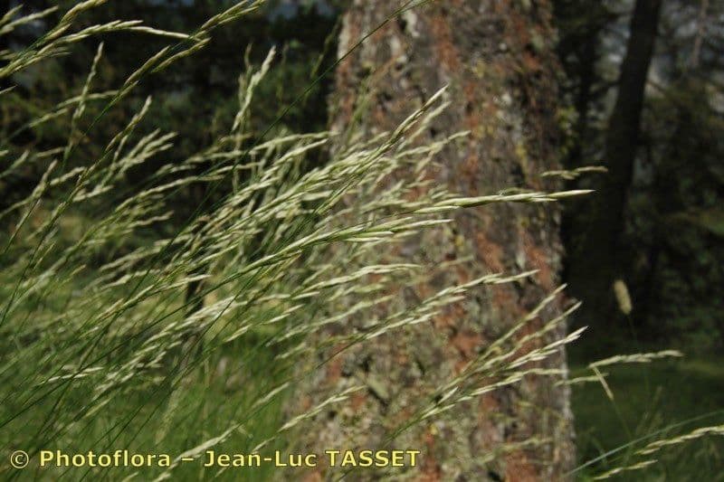 Festuca flavescens 4