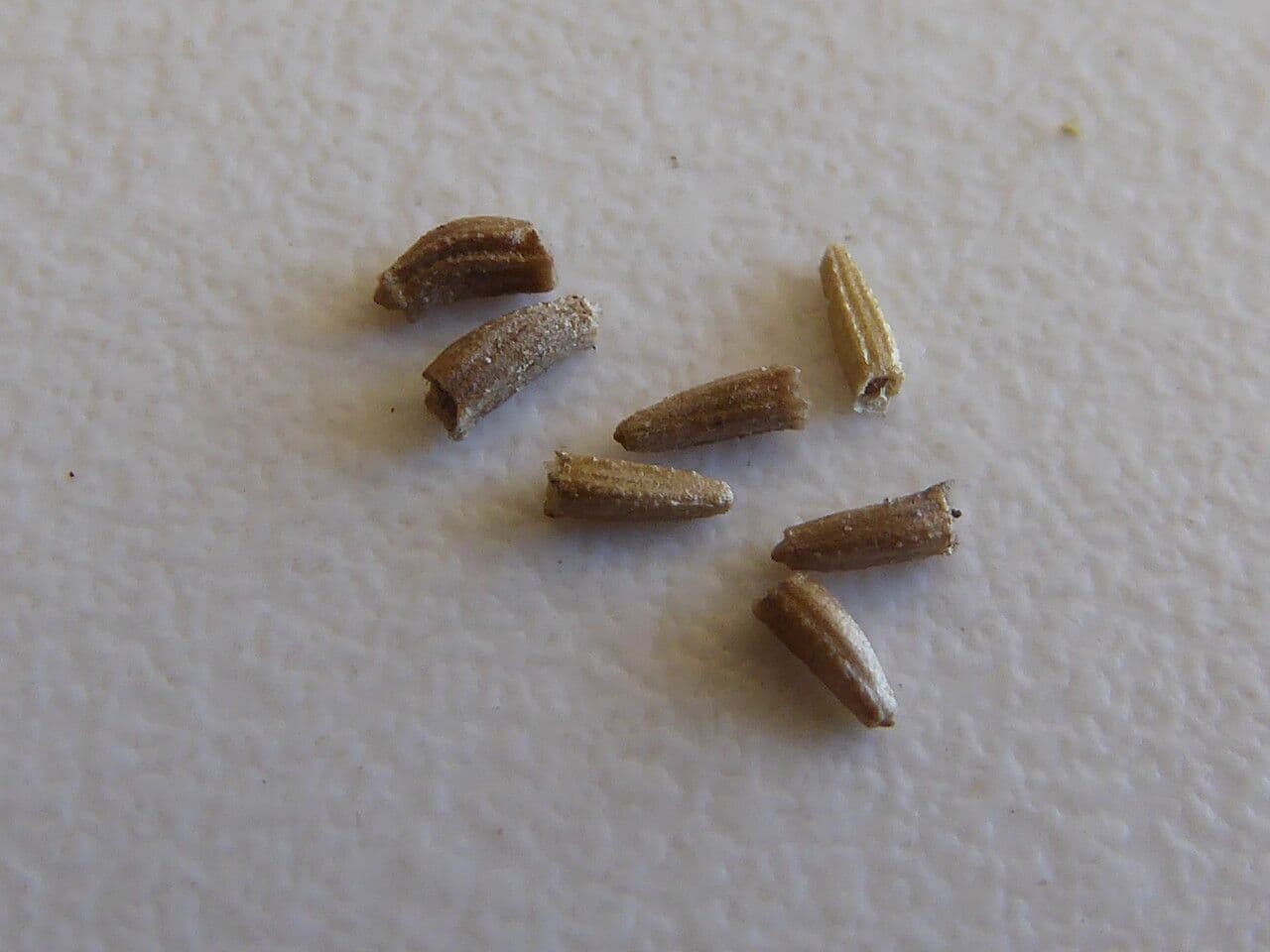 Camomilla marittima 3