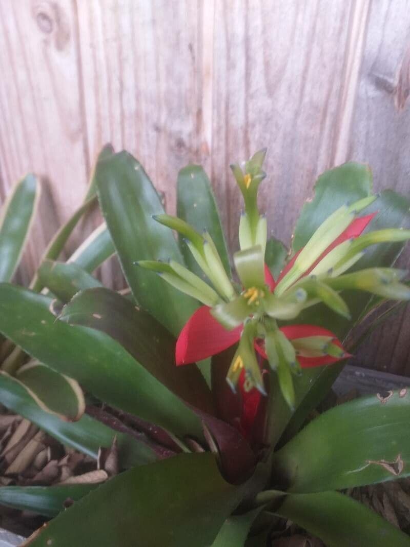 Billbergia 4