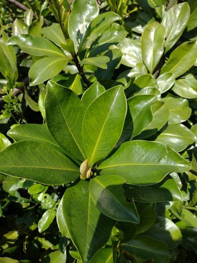 Ardisia révolutée 17