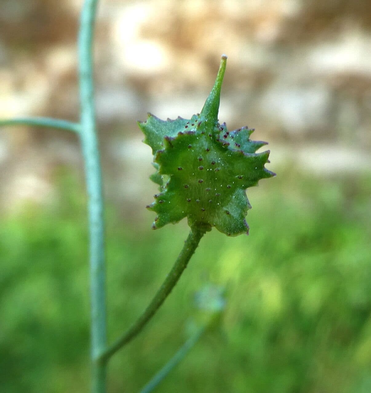 Bunias erucago 3