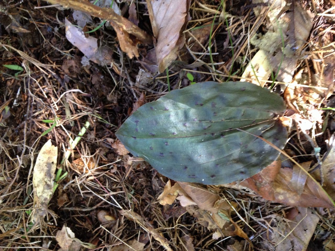 Tipularia discolor 10