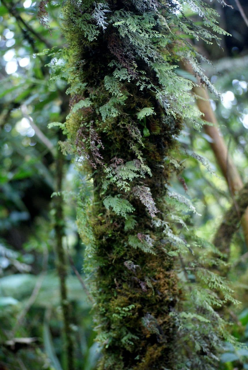 Hymenophyllum 11