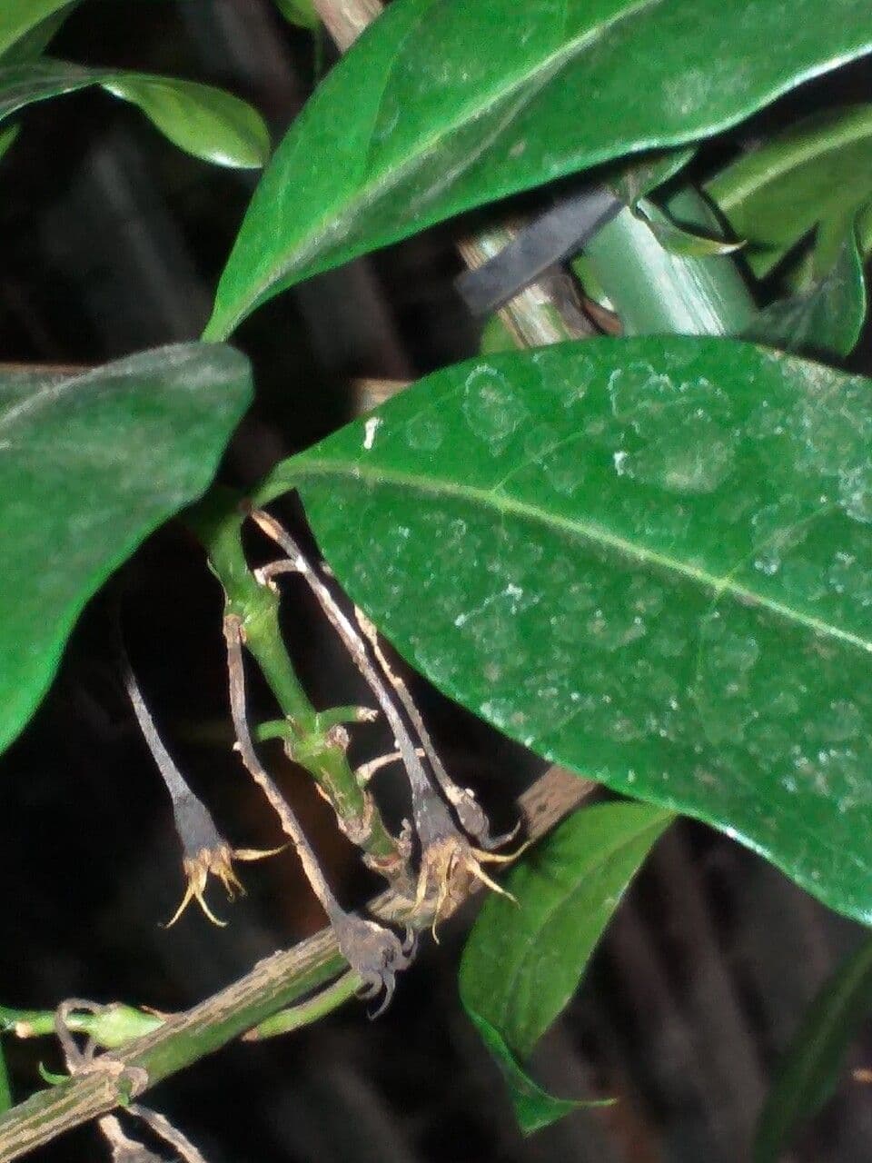 Didymosalpinx 2