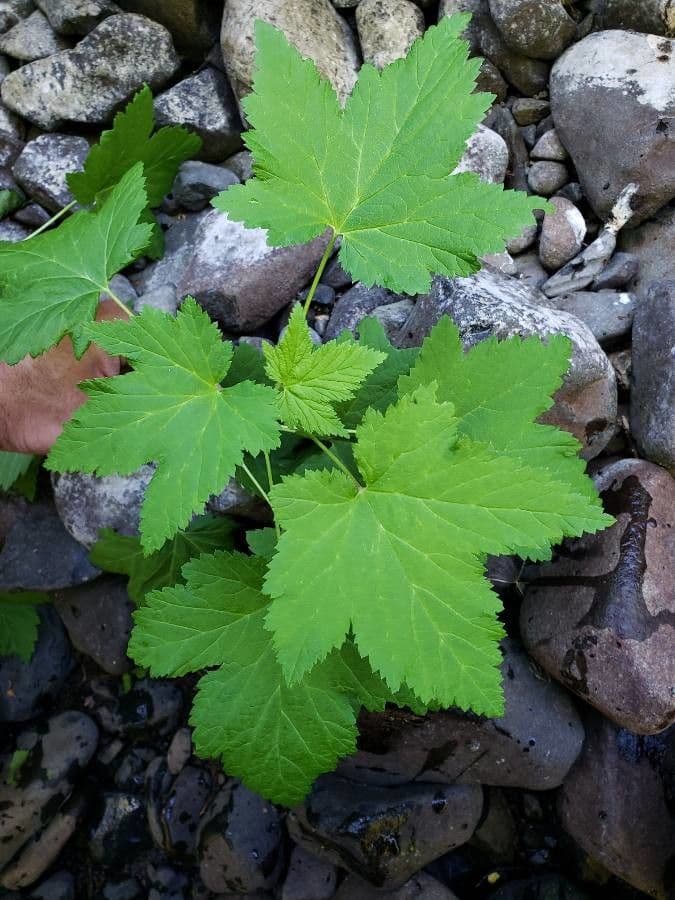 Physocarpus malvaceus 3