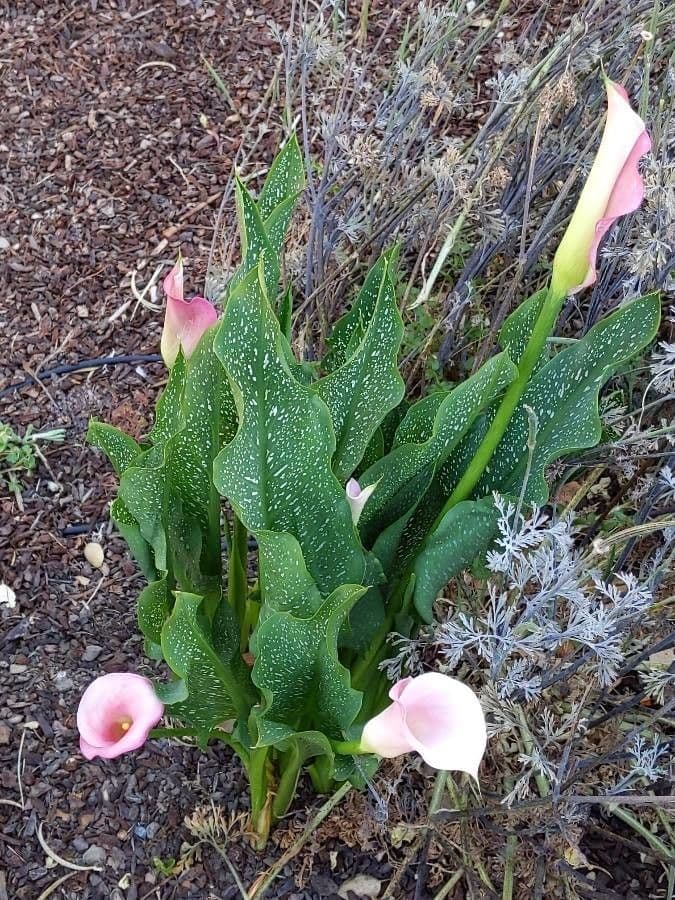 Calla 10