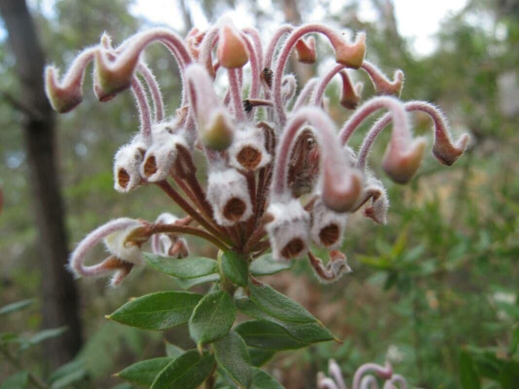 Graue Grevillea