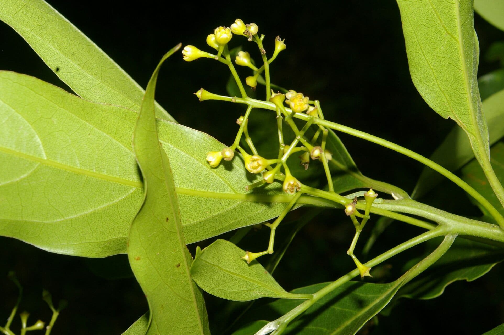 Ocotea 13