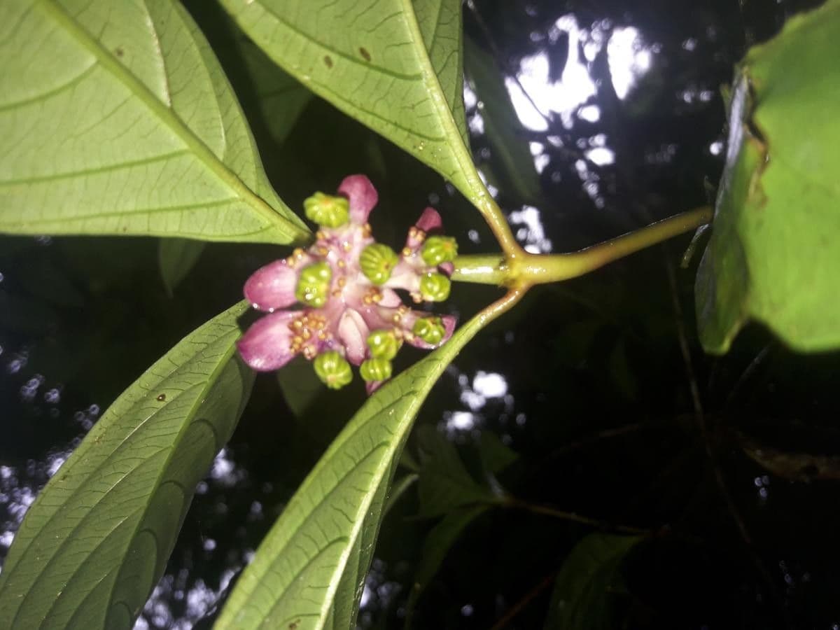 Palicourea 2