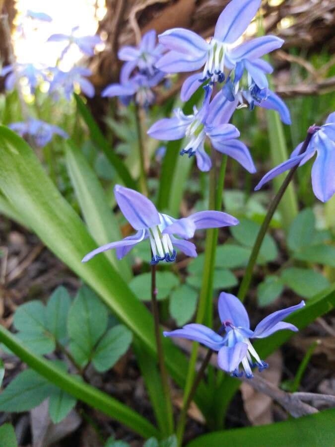 Scilla silvestre 7