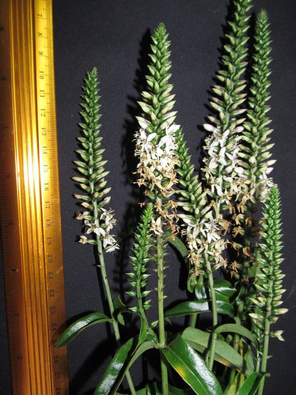 Coutoubea spigata