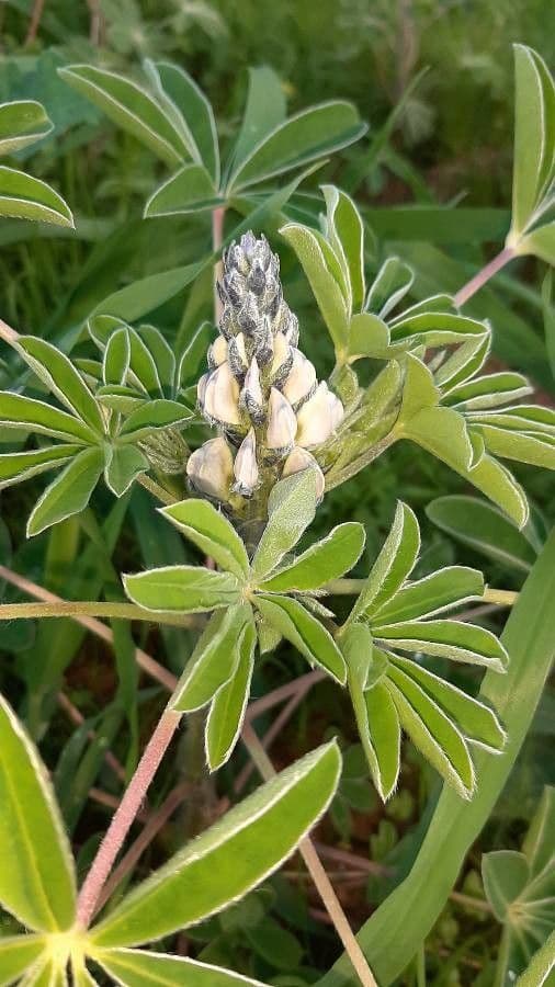 Weiße Lupine 8
