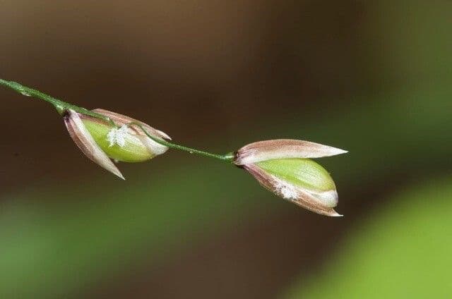 Melica uniflora 10