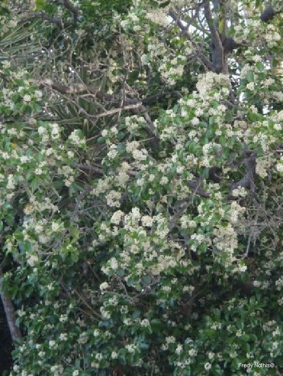 Fontainea 13