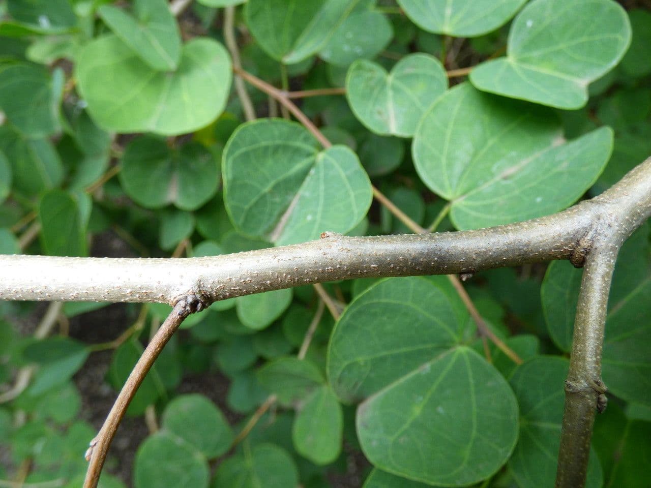 Bauhinia galpinii 24
