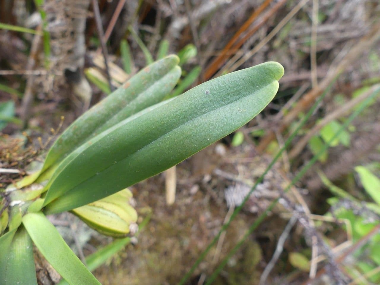 Angraecum 17