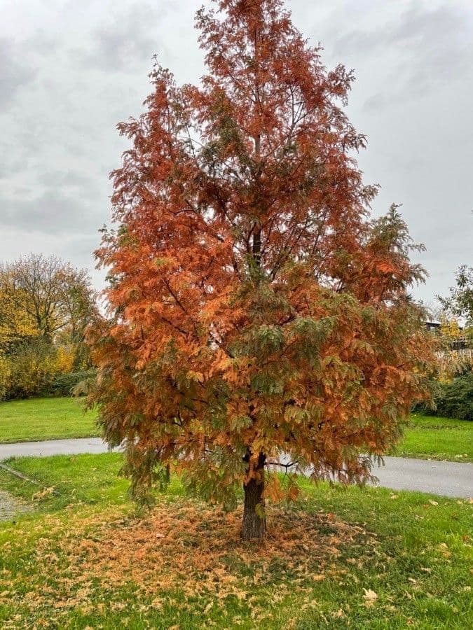 Sequoia sempreverde 10