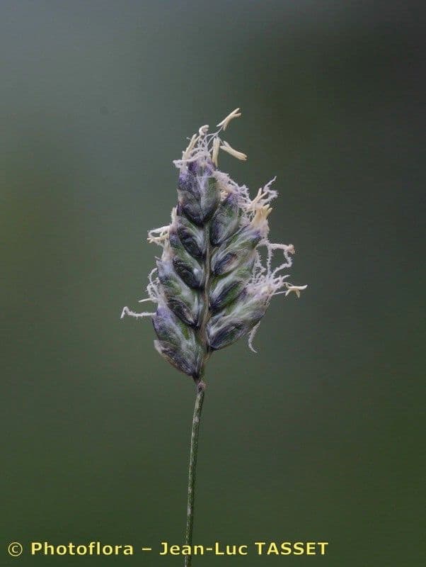 Oreochloa 2