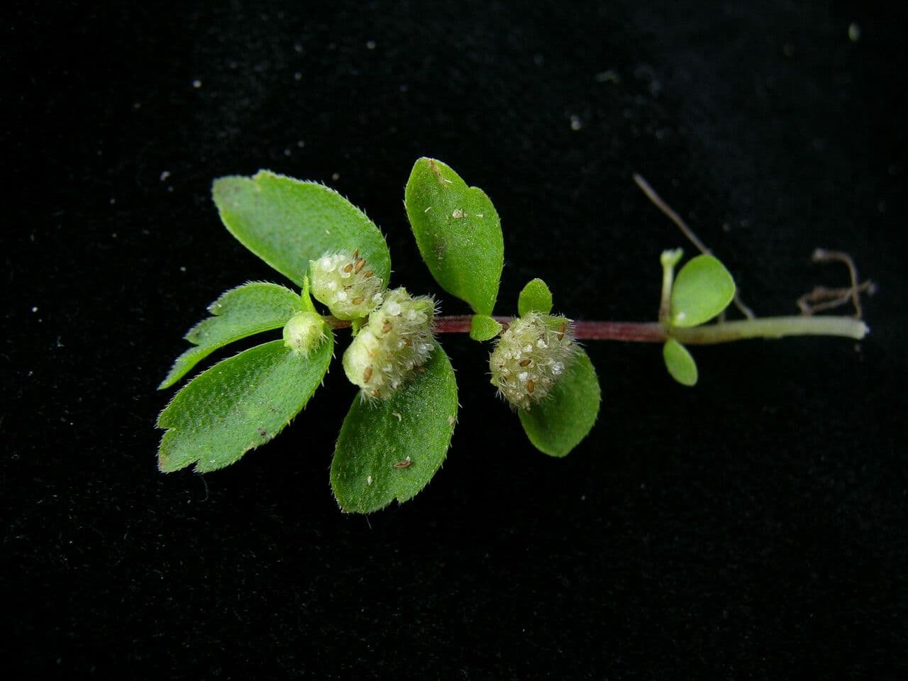 Elatostema obtusum 5