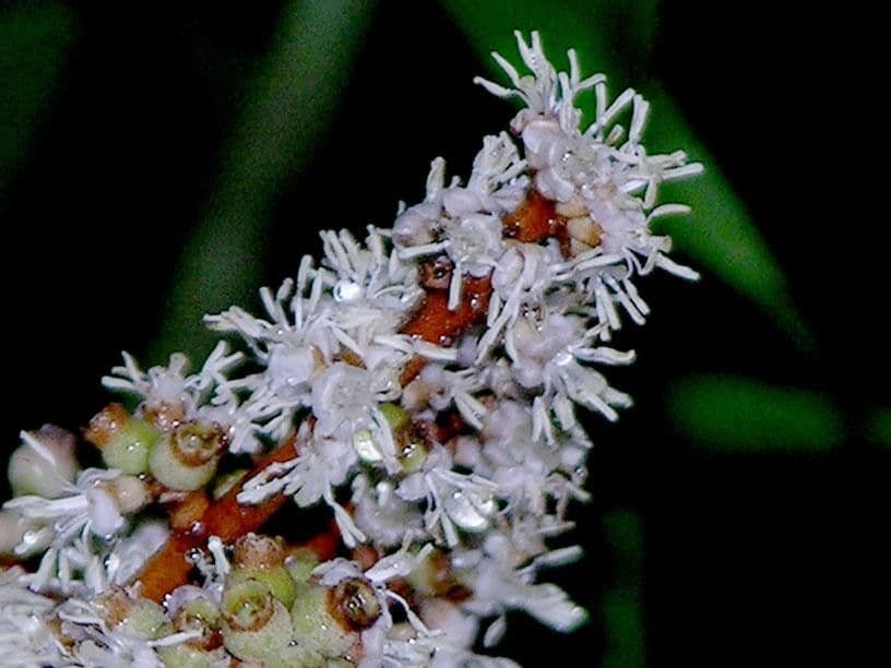 Miconia elata 5