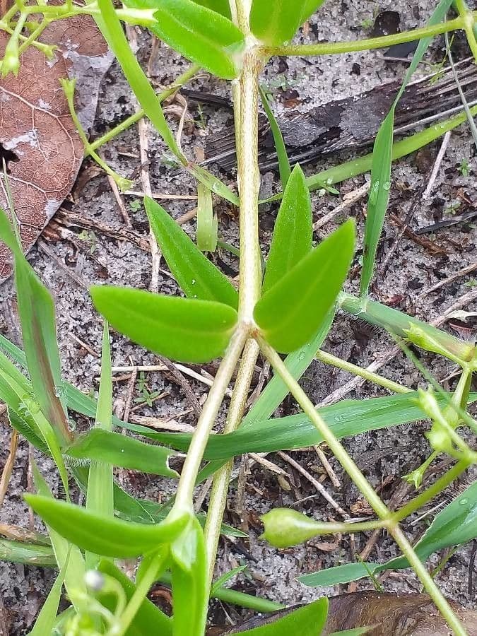 Wahlenbergia 5