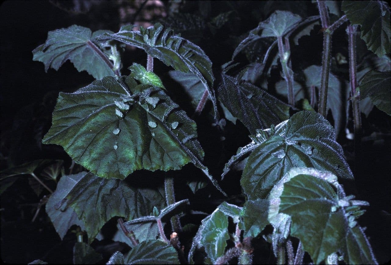 Begonia ispida