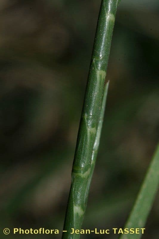 Hainardia cylindrica 3