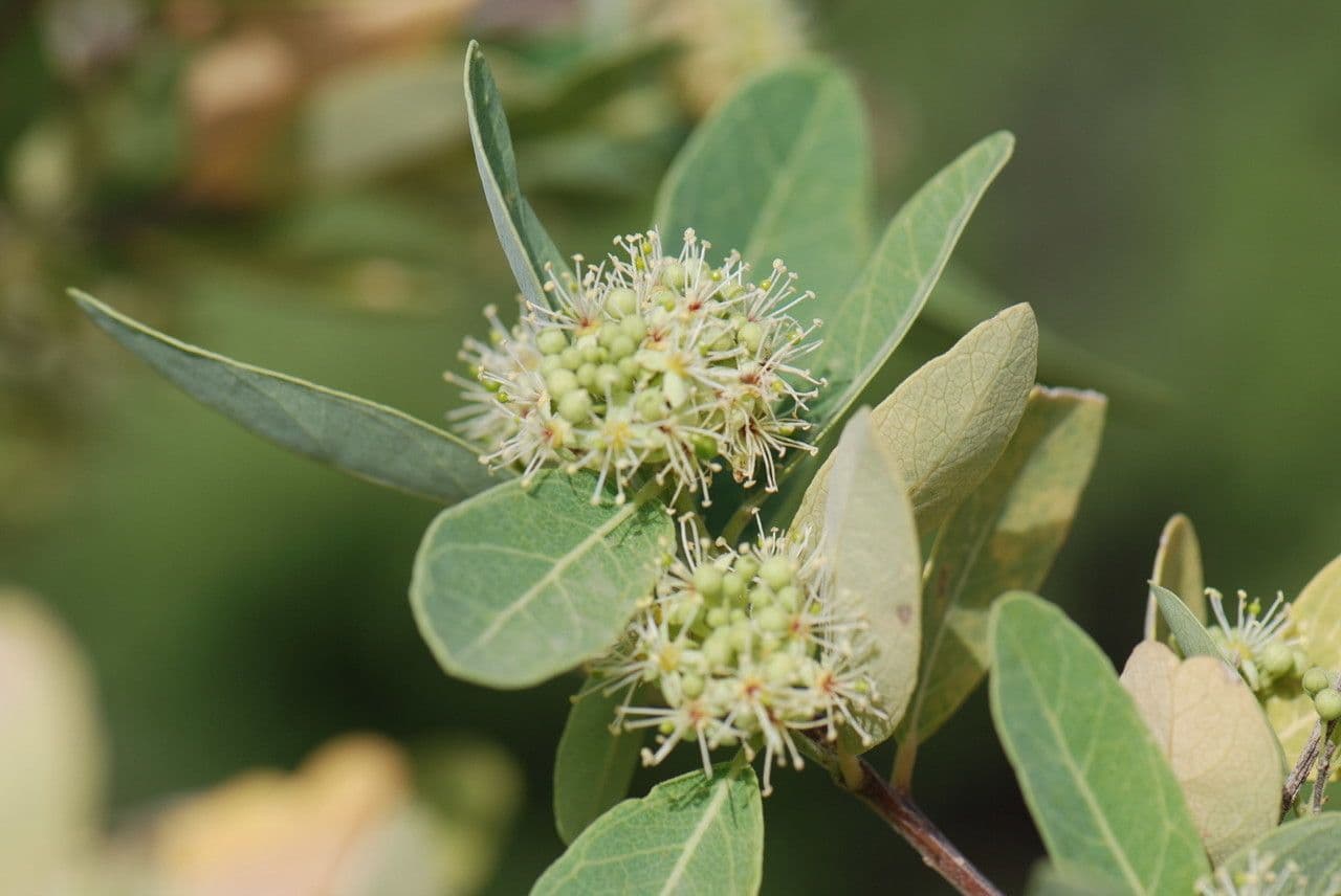Boscia 6