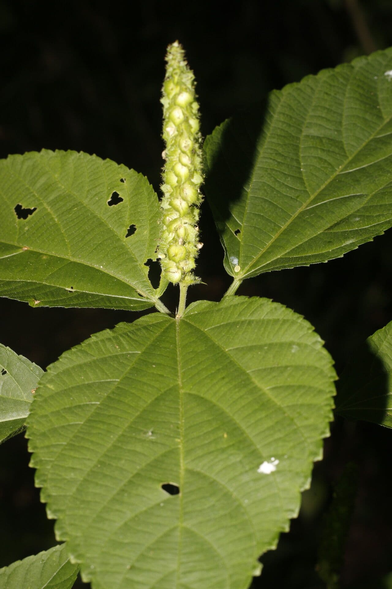 Acalypha schiedeana