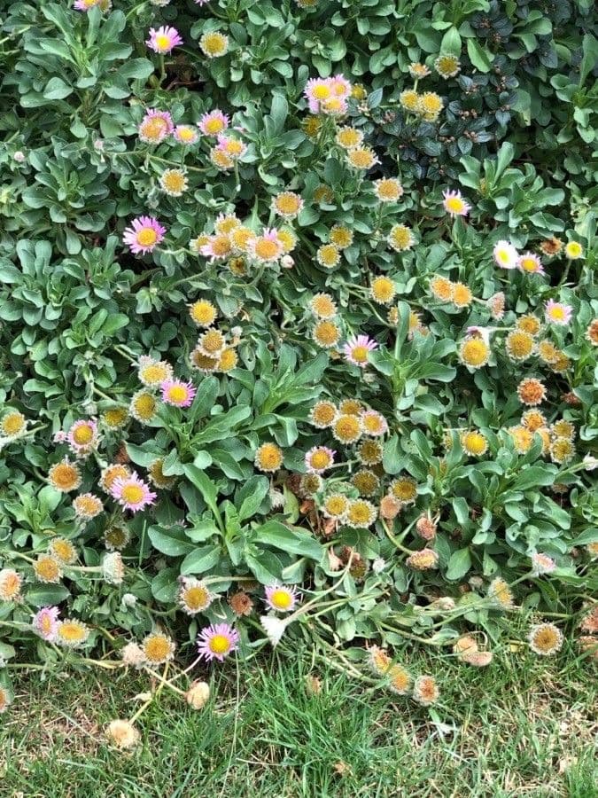 Fleabane glaucus 7