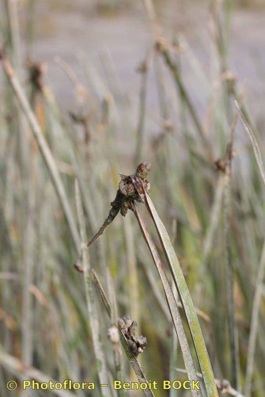 Schoenoplectus triqueter 28