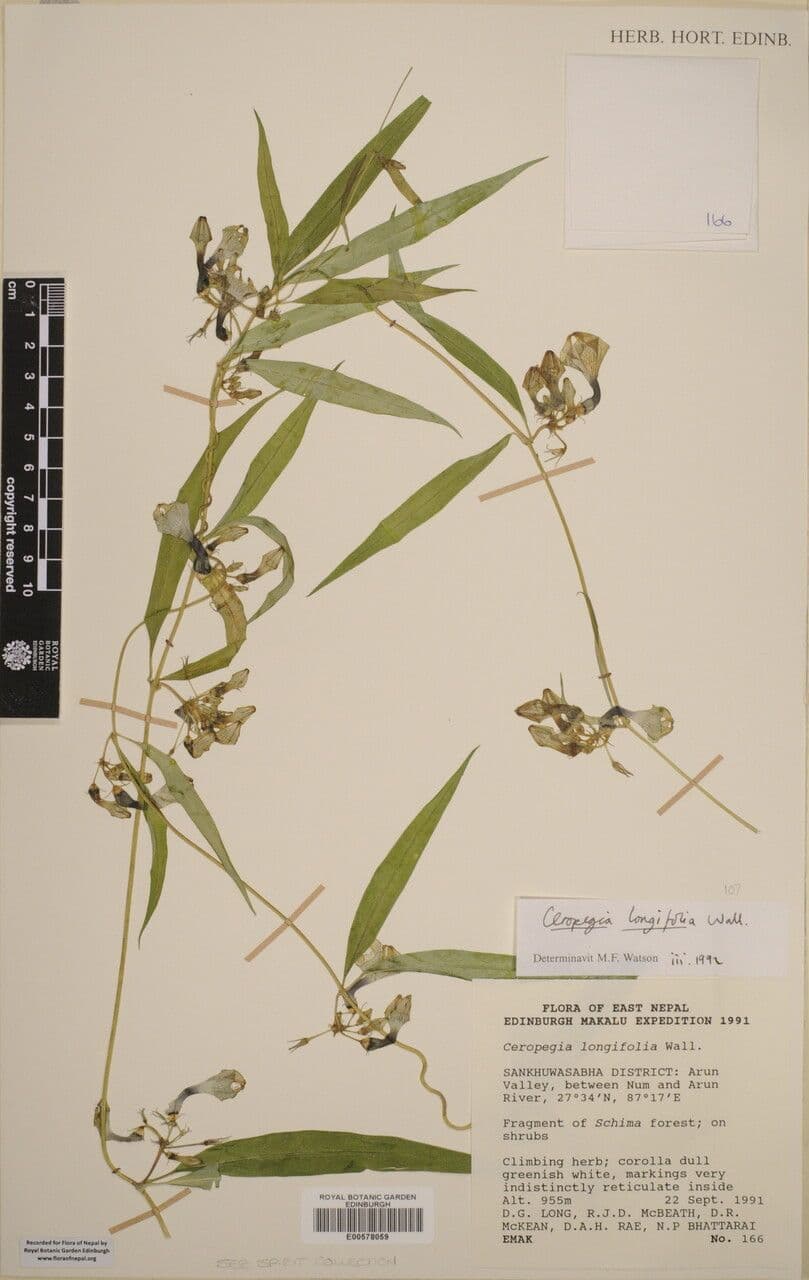 Langblättrige Leuchterblume