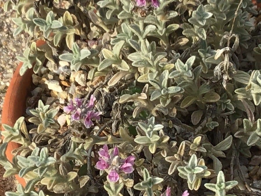 Sideritis 4
